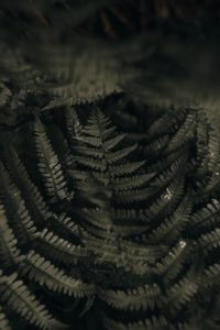 photo of fern leaves